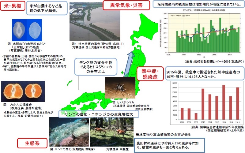 日本において既に起こりつつある気候変動の影響