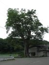 柳川熊野神社のケヤキ（大江町）