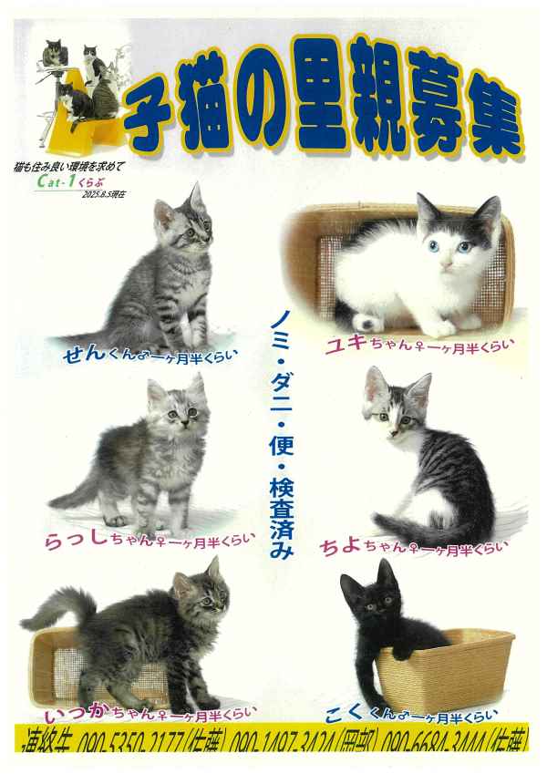 cat1-1