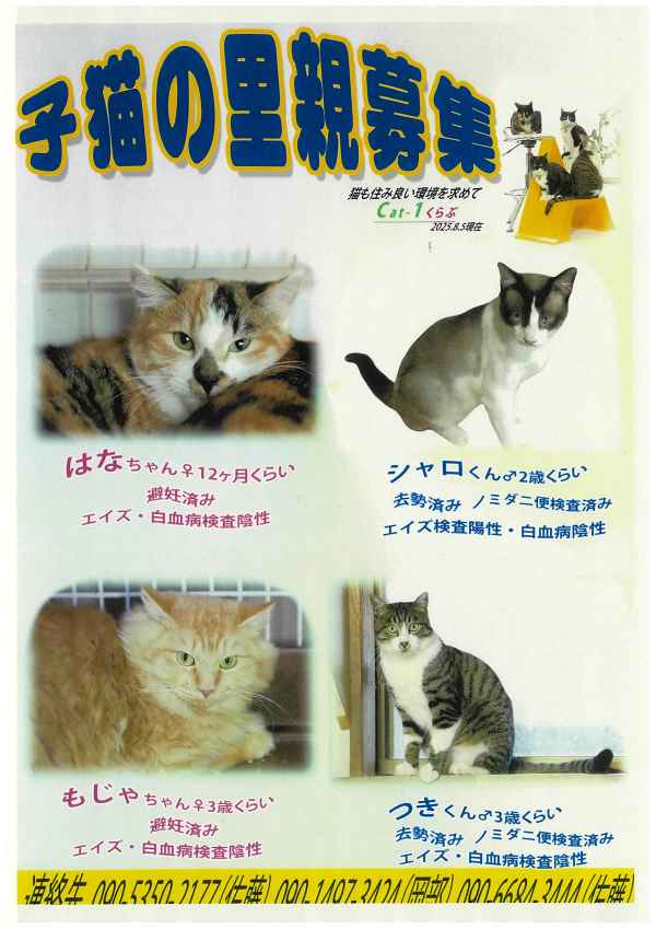 cat1-2